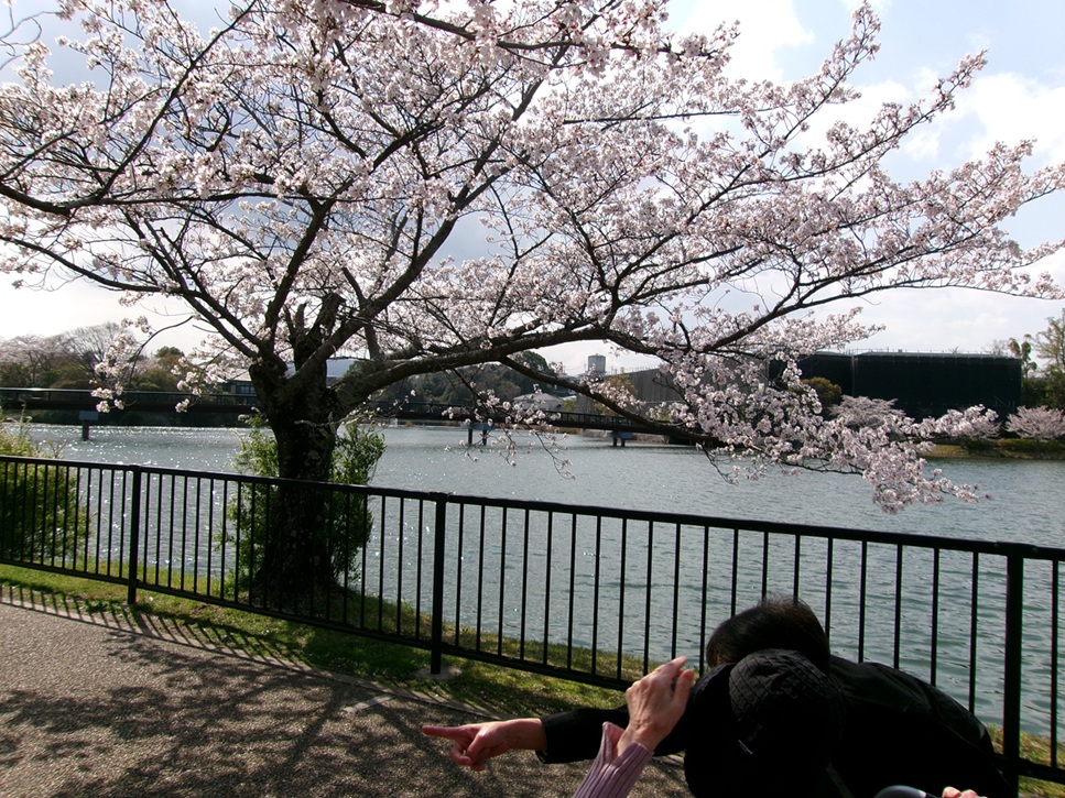 あやめ池遊歩道